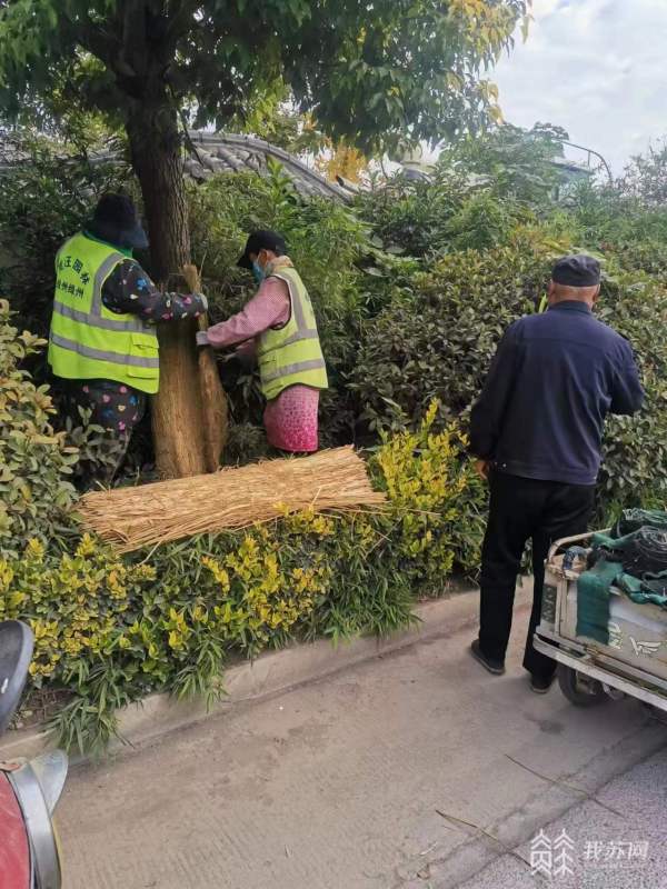 “紧记嘱托 真完美体育官网旺五年”丨都会绿化精美化治理 市民尽享绿色生态福祉(图5)