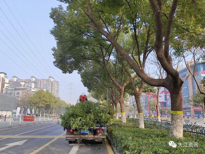 完美体育官网驱除隐患！芜湖鸠集修剪绿化带(图1)