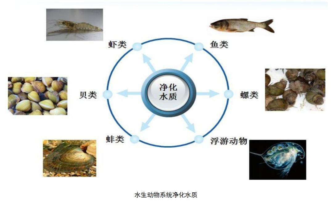 百切切工程｜“会呼吸”的生态景观湖！社区住户歇闲完美体育官网好行止(图1)