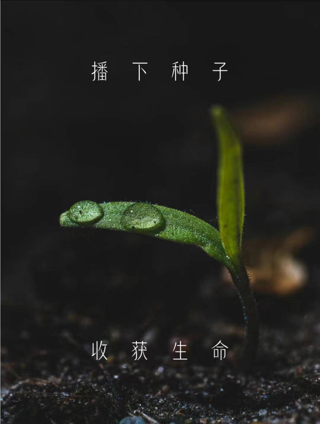 植树节【手植绿意春意盎完美体育官网然】(图1)