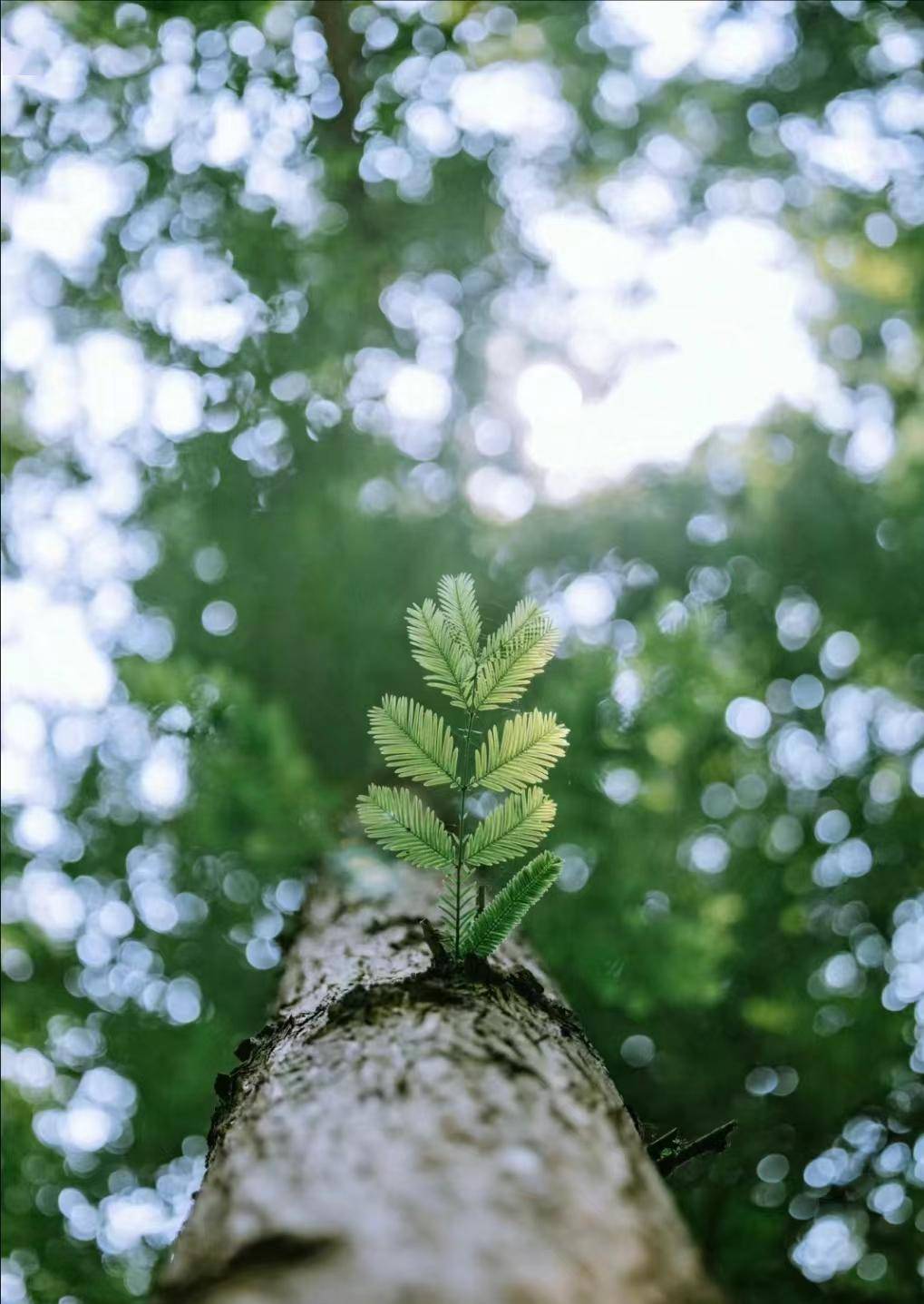 植树节【手植绿意春意盎完美体育官网然】(图2)