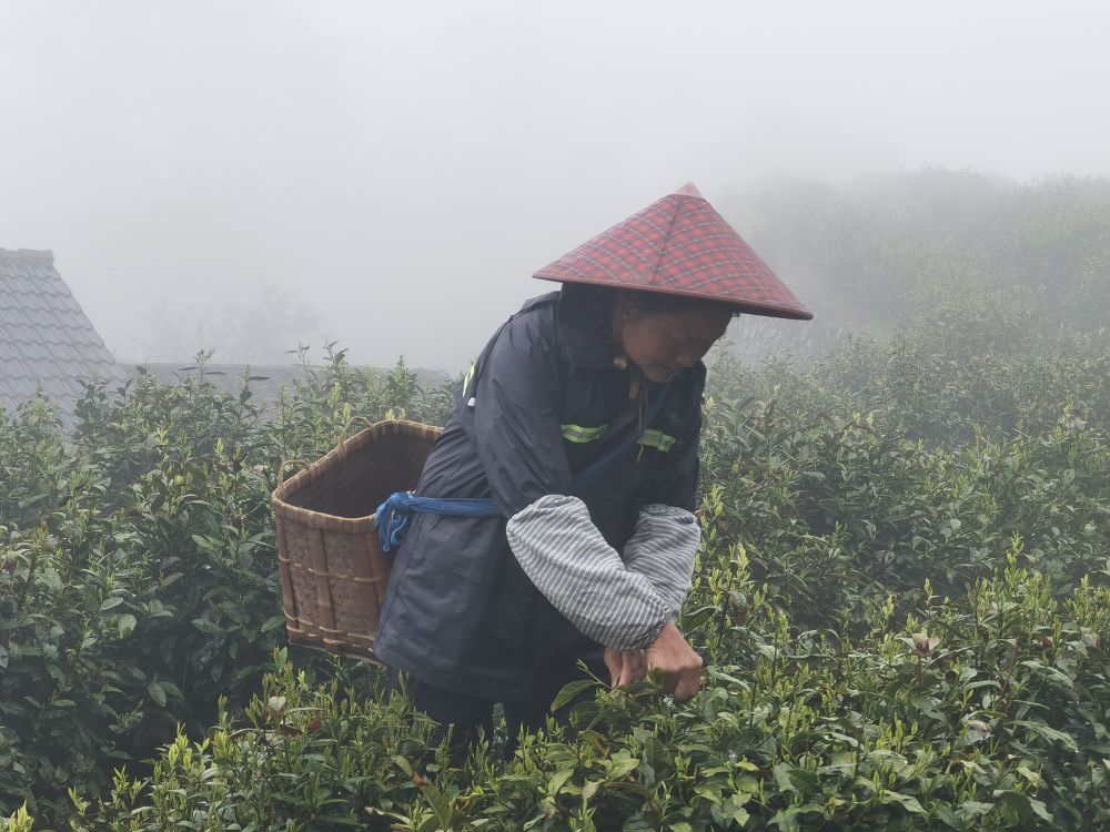 完美体育官网茶生梯地：人文景观背后的生态聪明(图1)